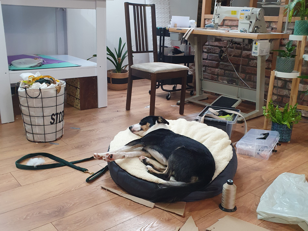 Zdjęcie psa na legowisku