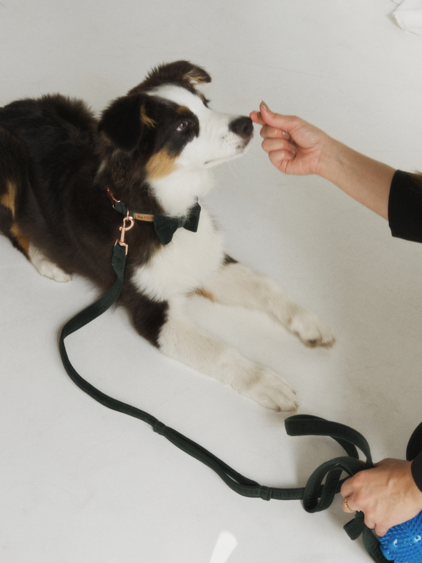 Kokarda butelkowa zieleń - obrazek 4