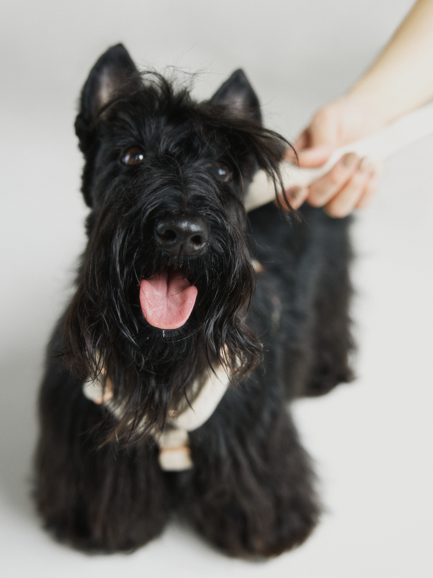 Zdjęcie psa w welurowych szelkach typu guard w kolorze jasnego beżu