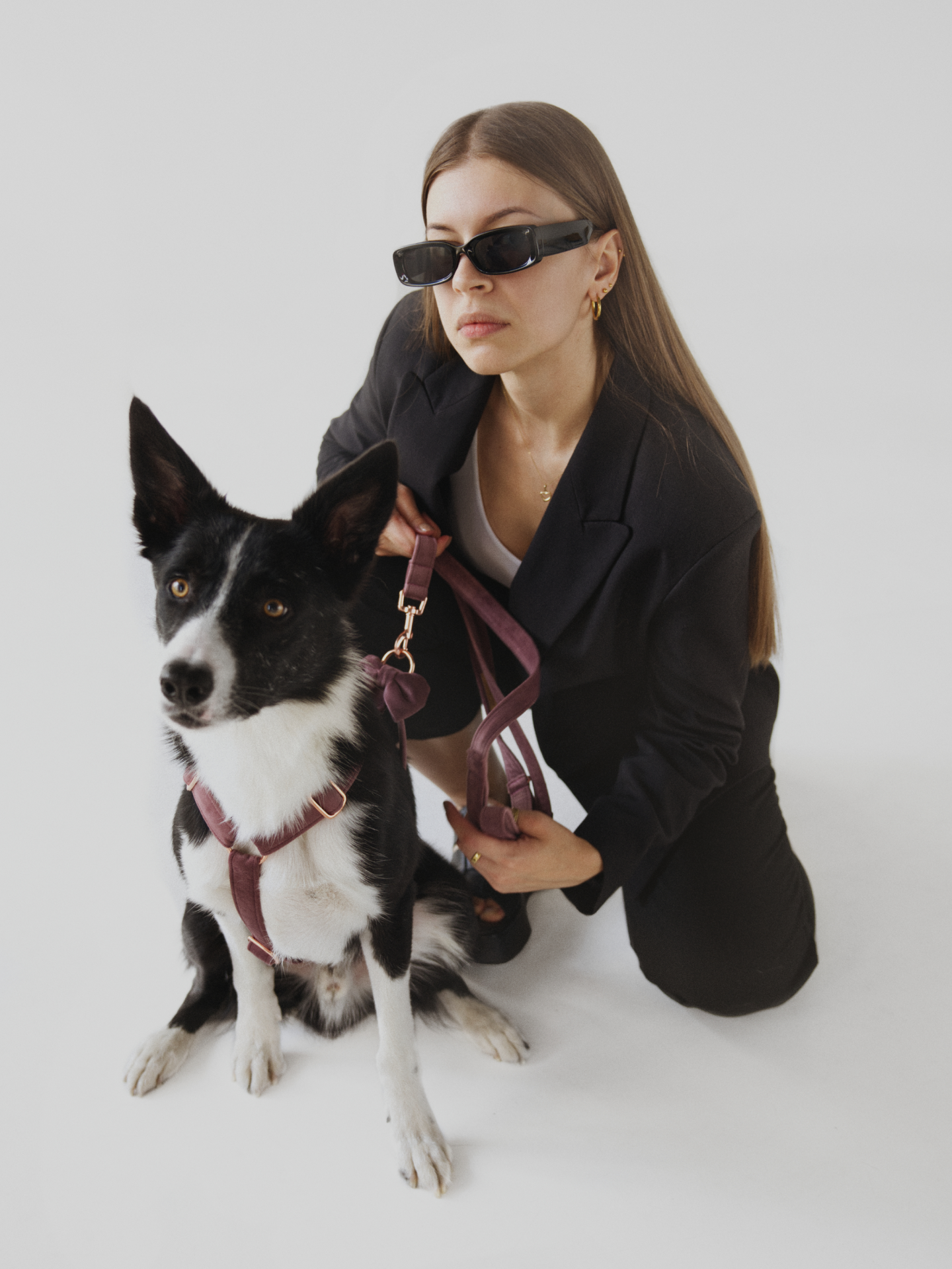 Zdjęcie psa w welurowych wrzosowych szelkach typu guard