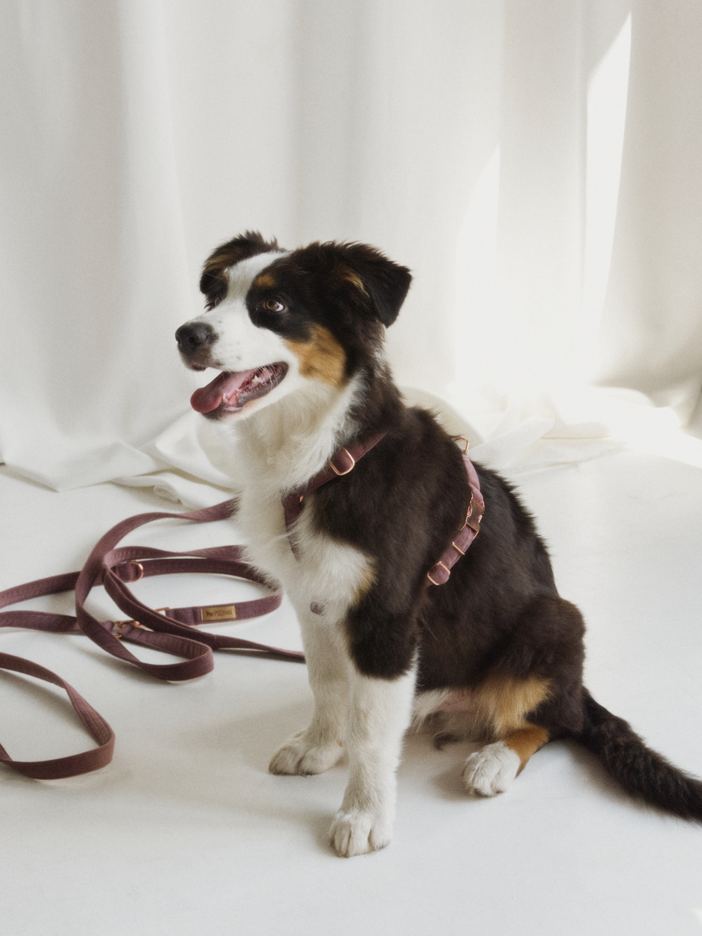 Szelki typu guard wrzos - obrazek 4