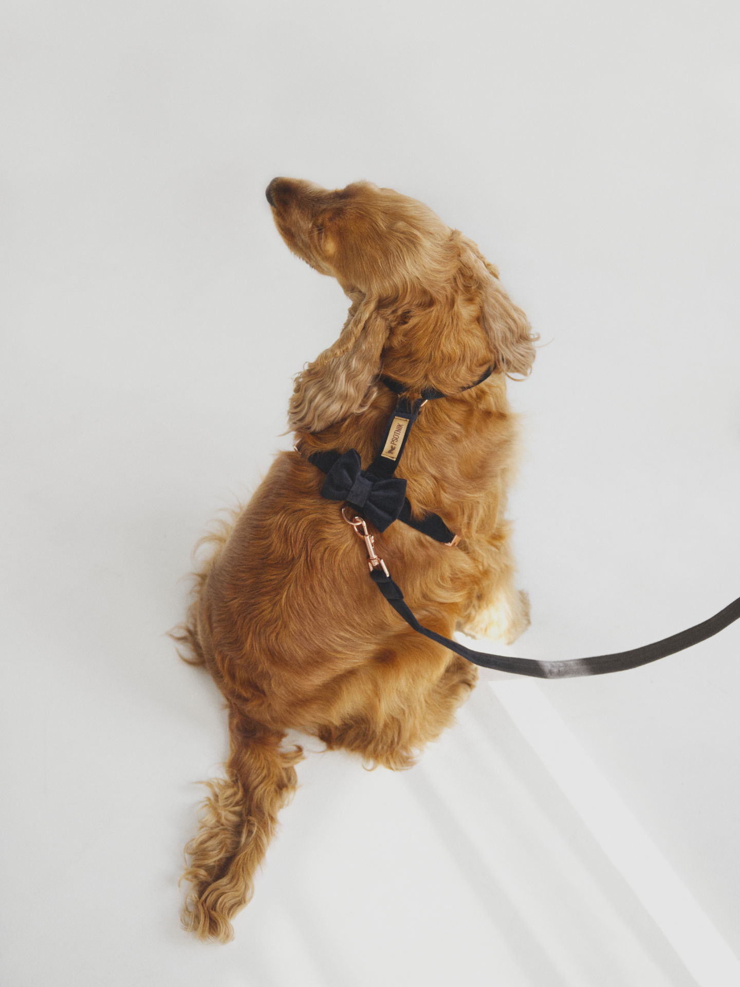 Zdjęcie psa w czarnych welurowych szelkach typu guard