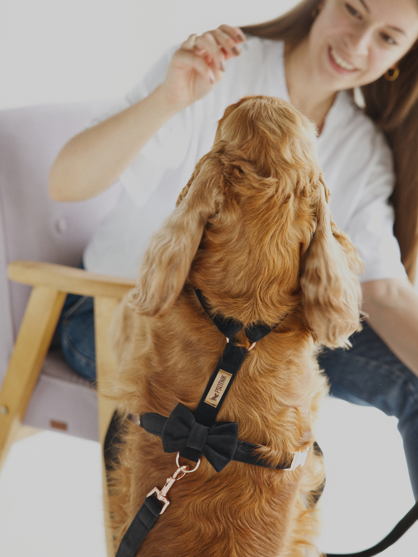 Zdjęcie psa w czarnych welurowych szelkach typu quard