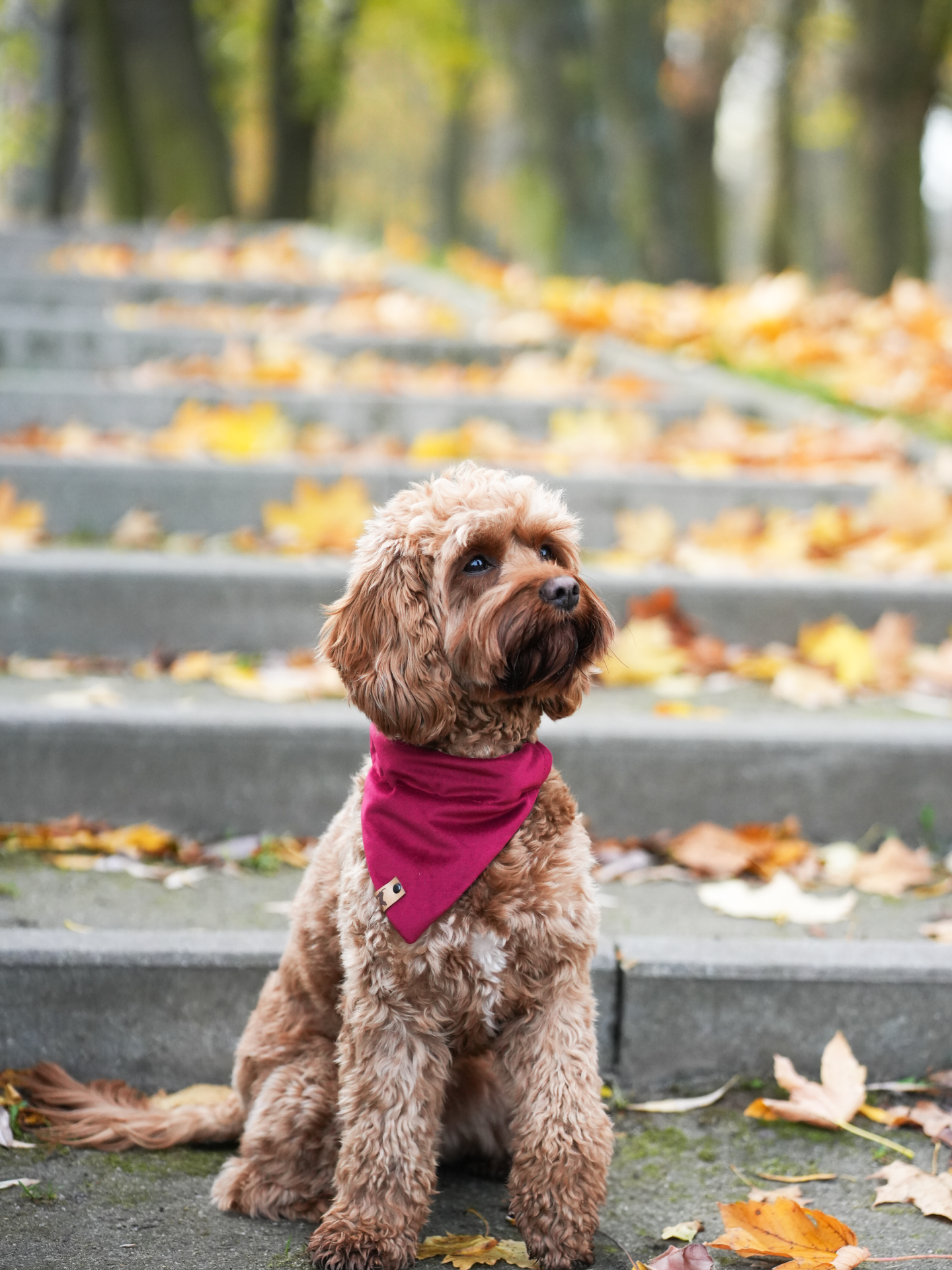 Zdjęcie psa w bordowej welurowej bandanie