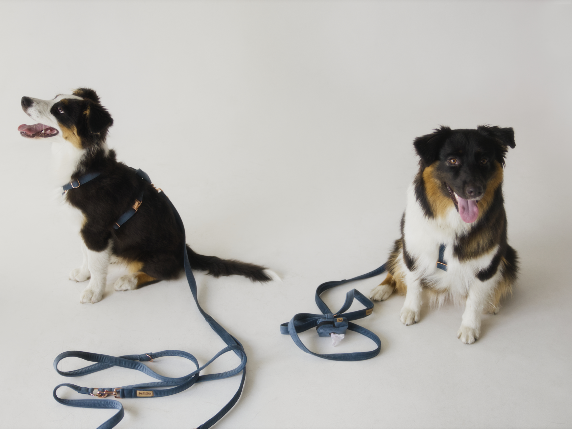 Zdjęcie psów w welurowych szelkach w kolorze niebieskim