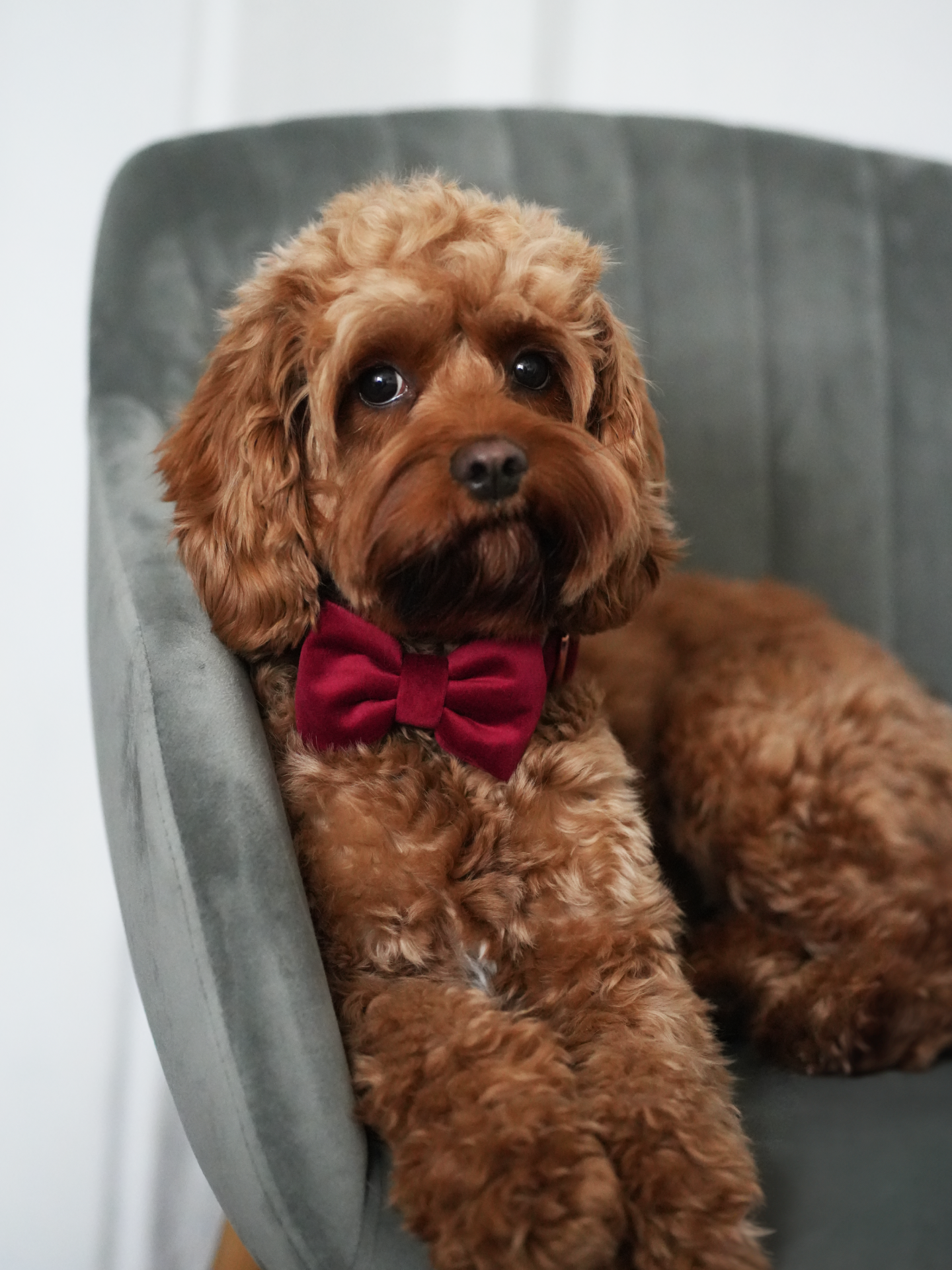 Zdjęcie psa w bordowej welurowej kokardzie założonej na obrożę