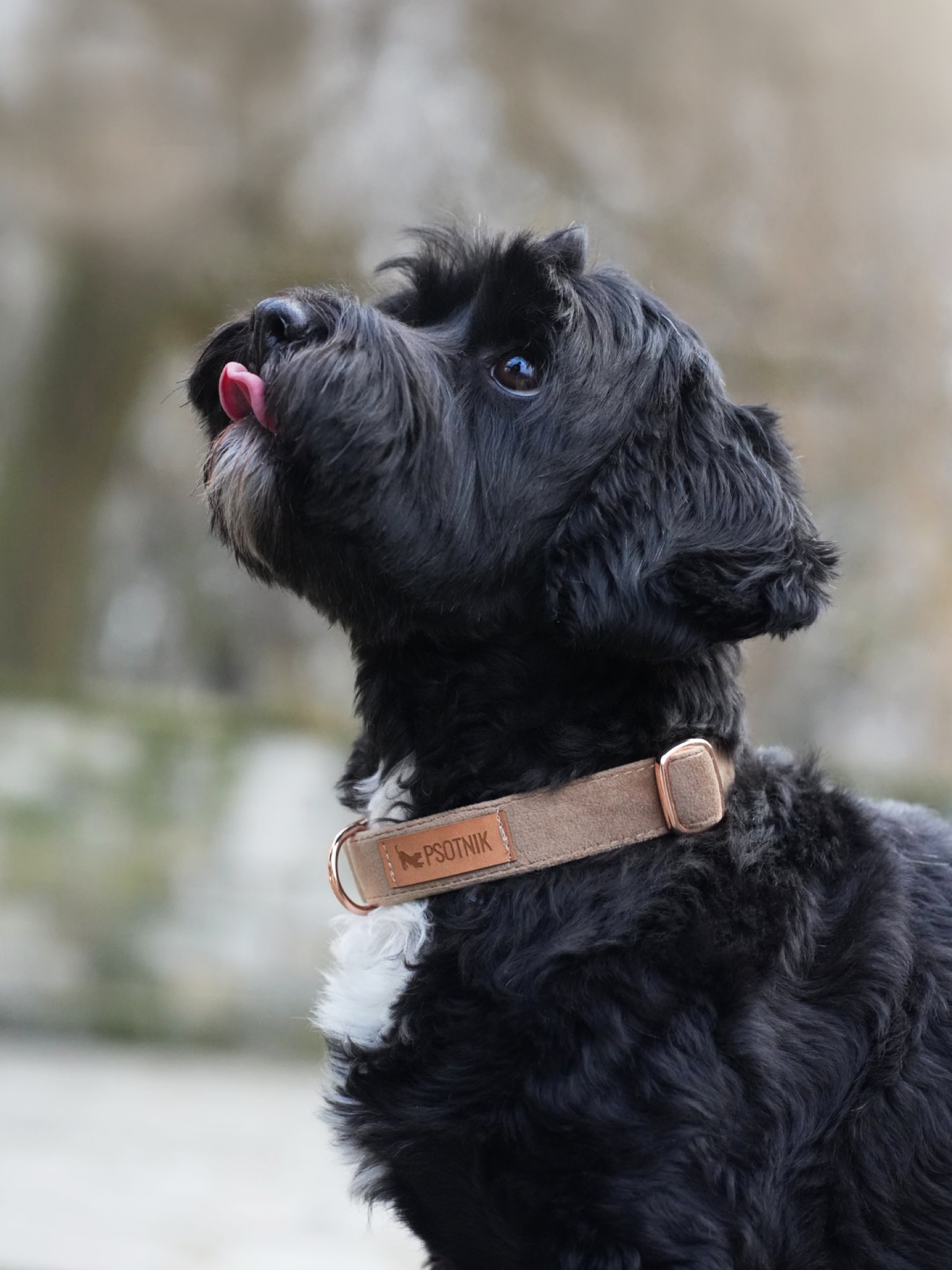 Obroża z klamrą brąz - obrazek 3