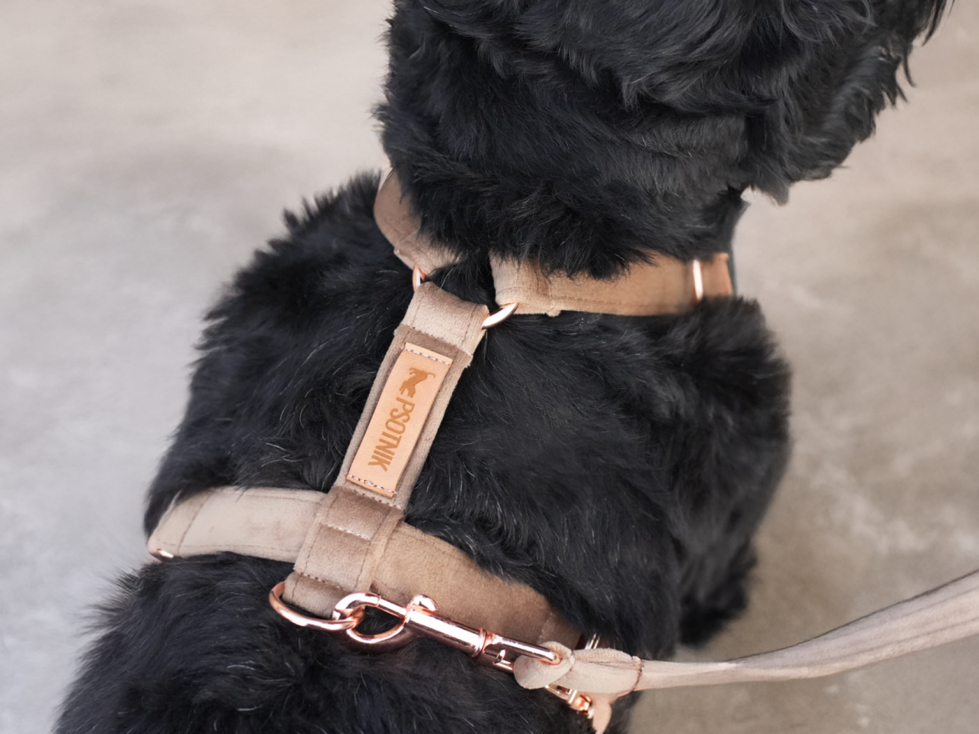 Zdjęcie psa w brązowych welurowych szelkach typu guard