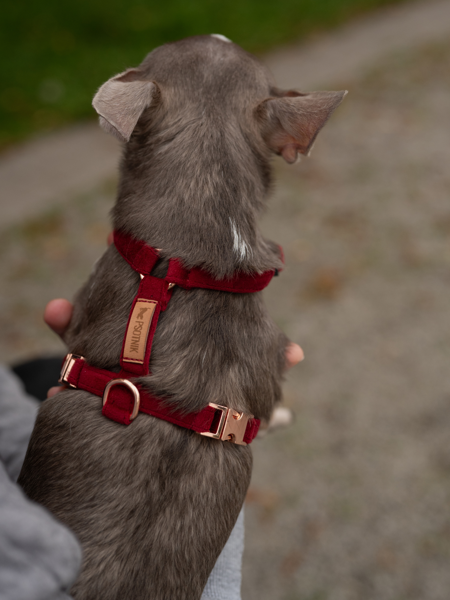 Zdjęcie psa w szelkach typu guard XXS