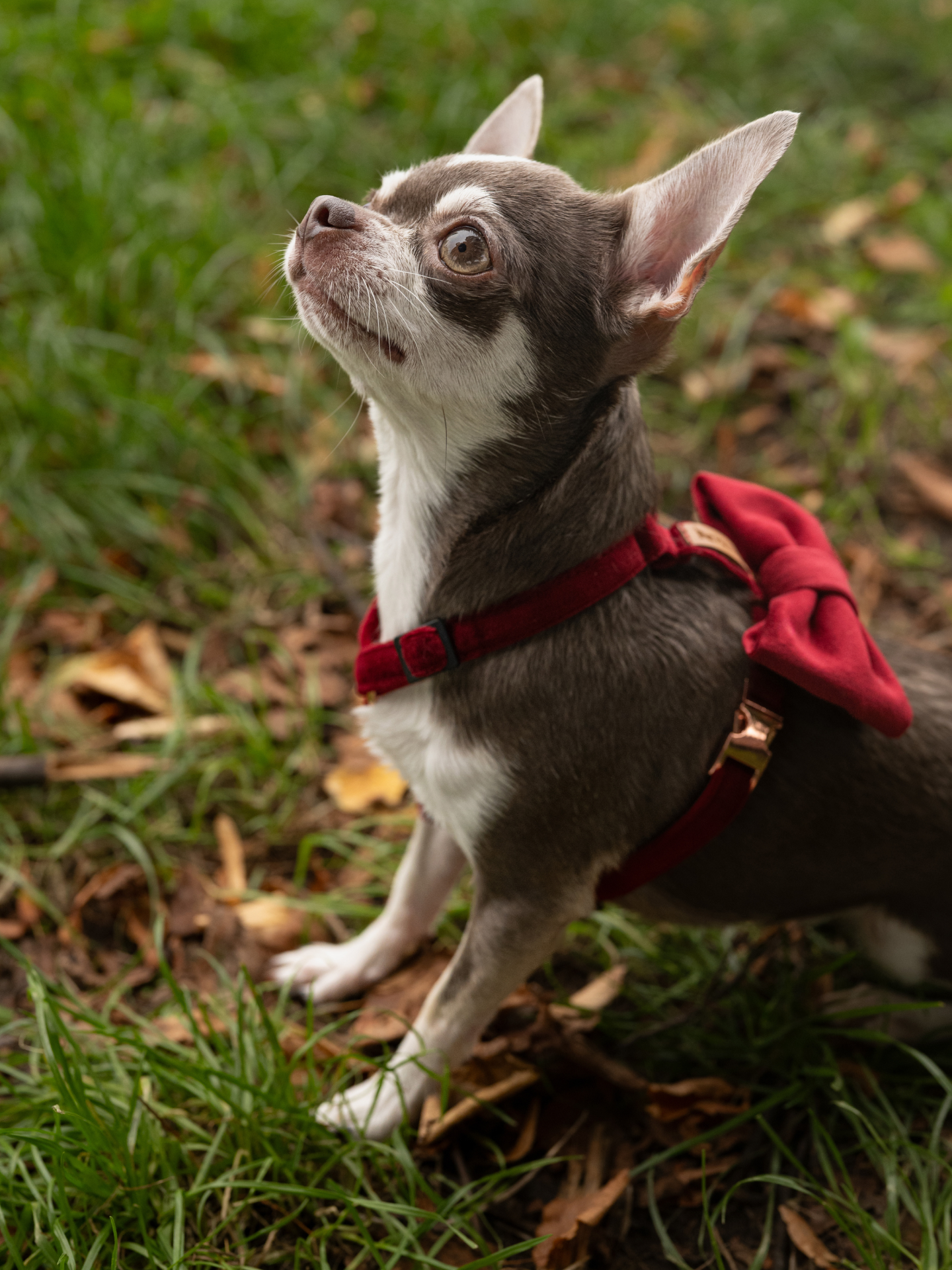 Szelki XXS dla małego psa bordo - obrazek 5