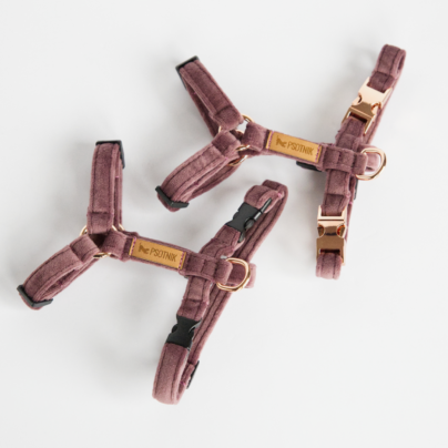 Szelki typu guard XXS dla małego psa w kolorze wrzosu