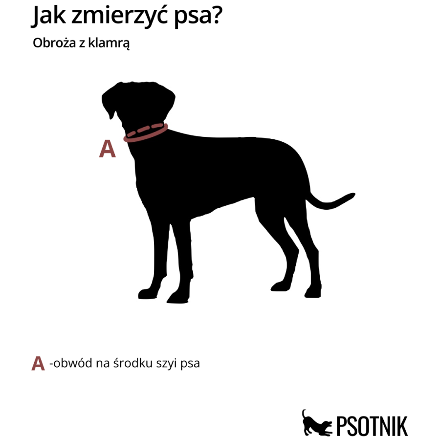 Grafika przedstawiająca jak zmierzyć wymiary psa dla obroży